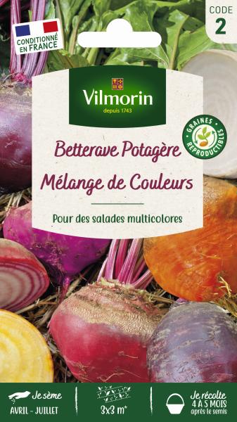 Potagères - Betterave Potagère Arc-en-Ciel en mélange - face recto